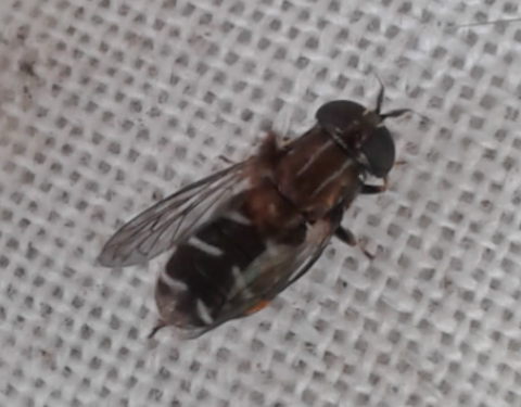 Syrphidae : Eumerus sp.?  S